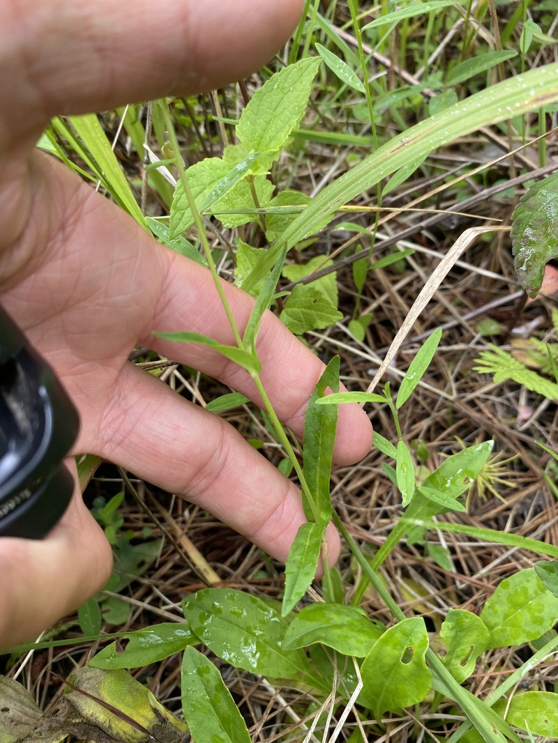 Eastern Smooth Beardtongue photo 5