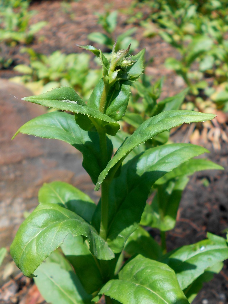 Eastern Smooth Beardtongue photo 6