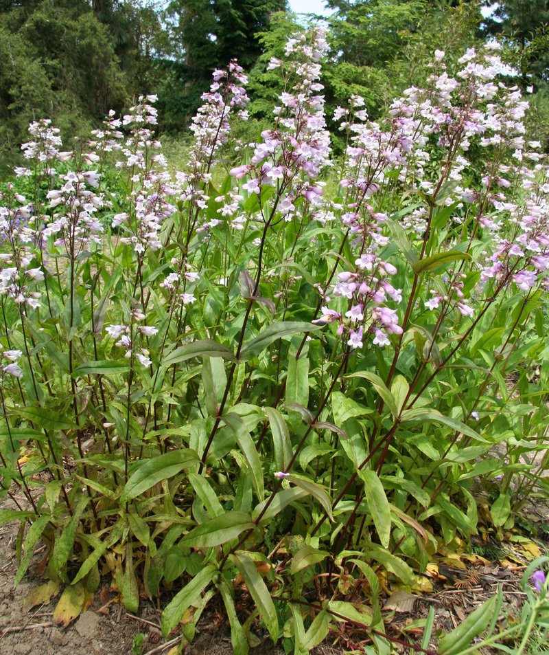 Eastern Smooth Beardtongue