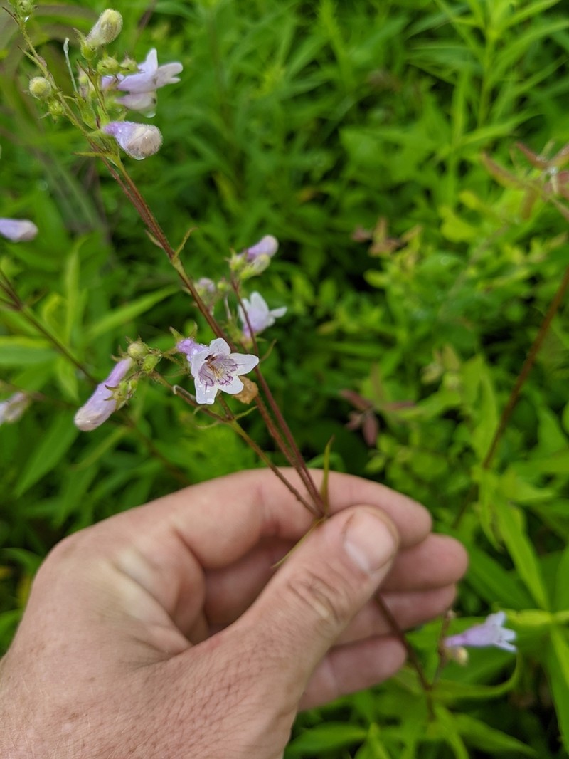 Eastern Smooth Beardtongue photo 2