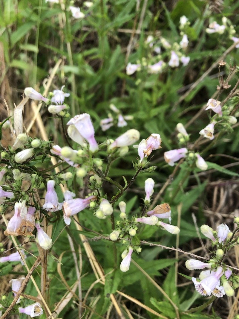 Eastern Smooth Beardtongue photo 3