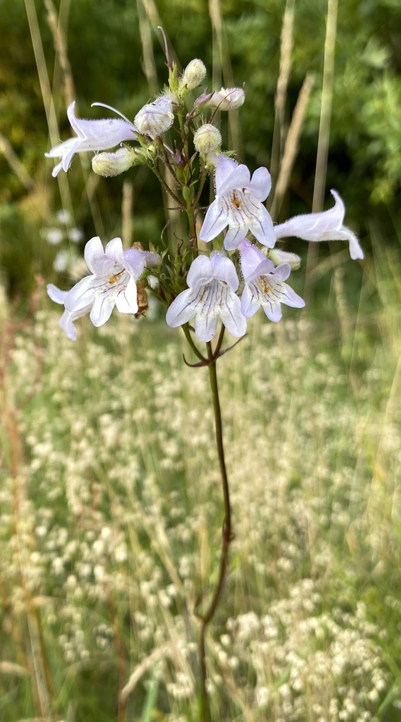 Eastern Smooth Beardtongue photo 4
