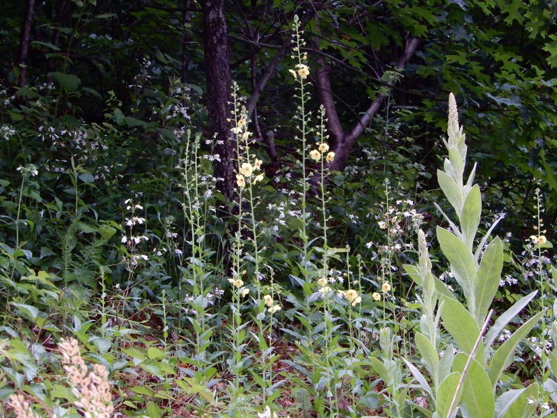 Eastern Smooth Beardtongue photo 5