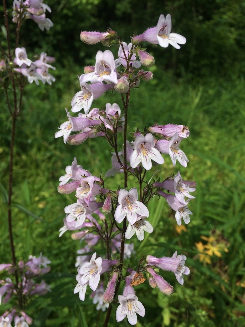 Eastern Smooth Beardtongue photo 6