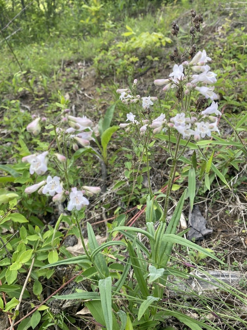 Eastern Smooth Beardtongue photo 7