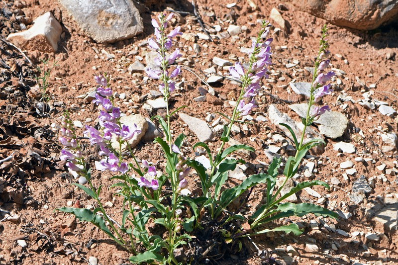 Southwestern Beardtongue