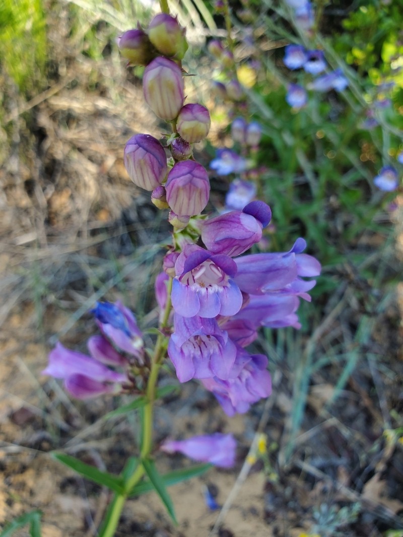 Southwestern Beardtongue photo 2