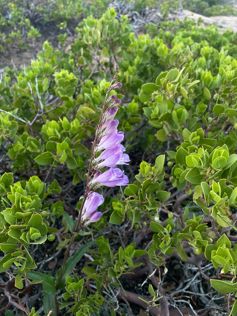 Southwestern Beardtongue photo 3