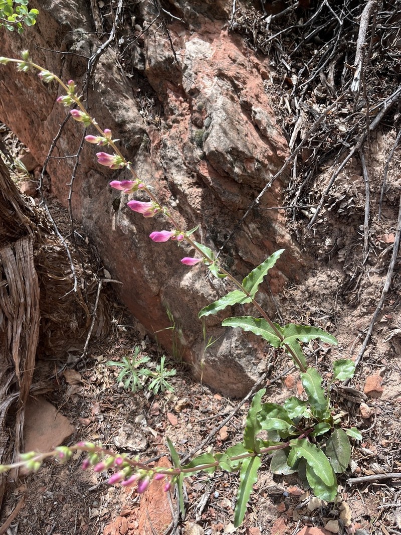 Southwestern Beardtongue photo 4
