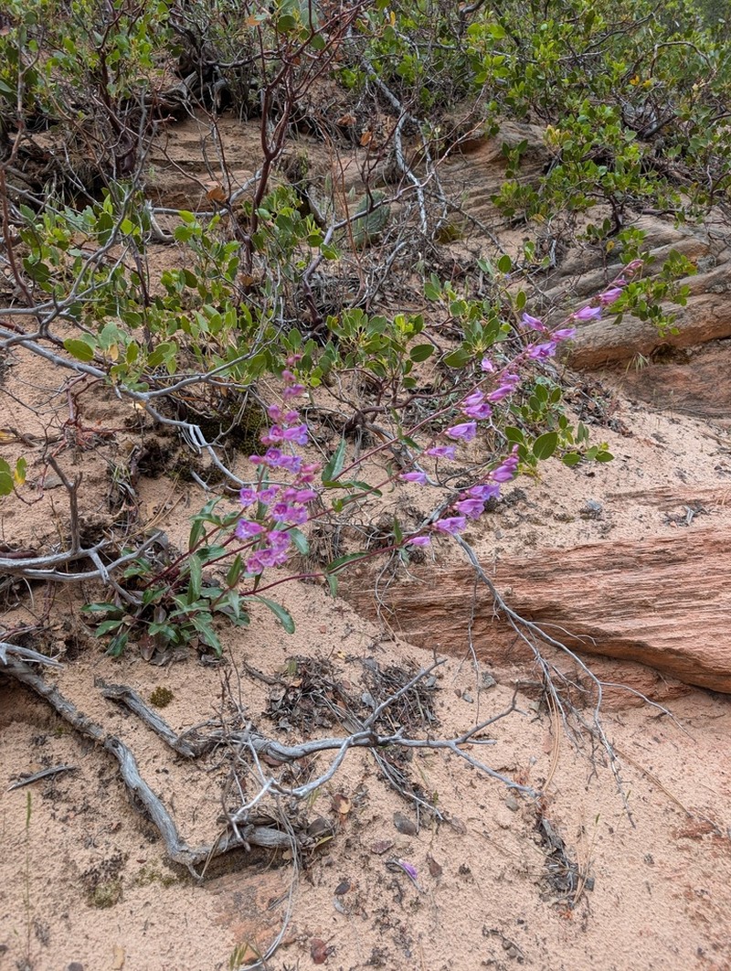Southwestern Beardtongue photo 5