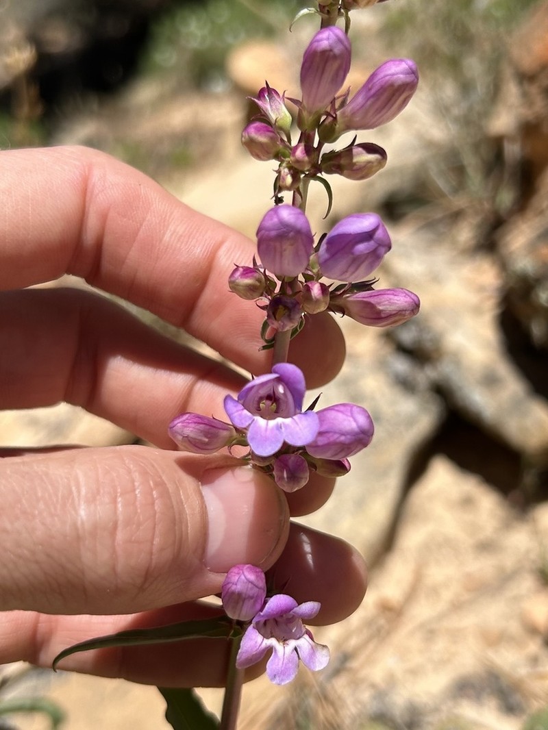 Southwestern Beardtongue photo 6