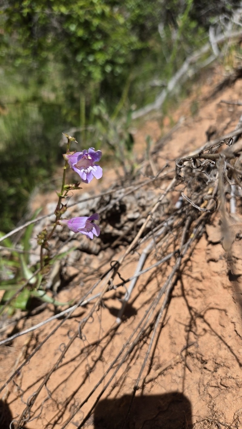 Southwestern Beardtongue photo 7