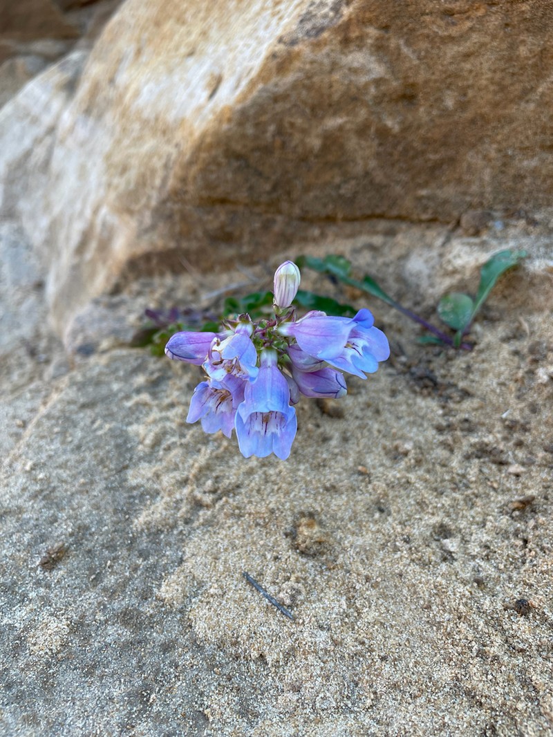 Southwestern Beardtongue photo 8
