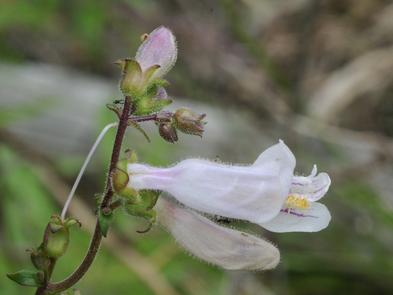 Nodding Beardtongue photo 4
