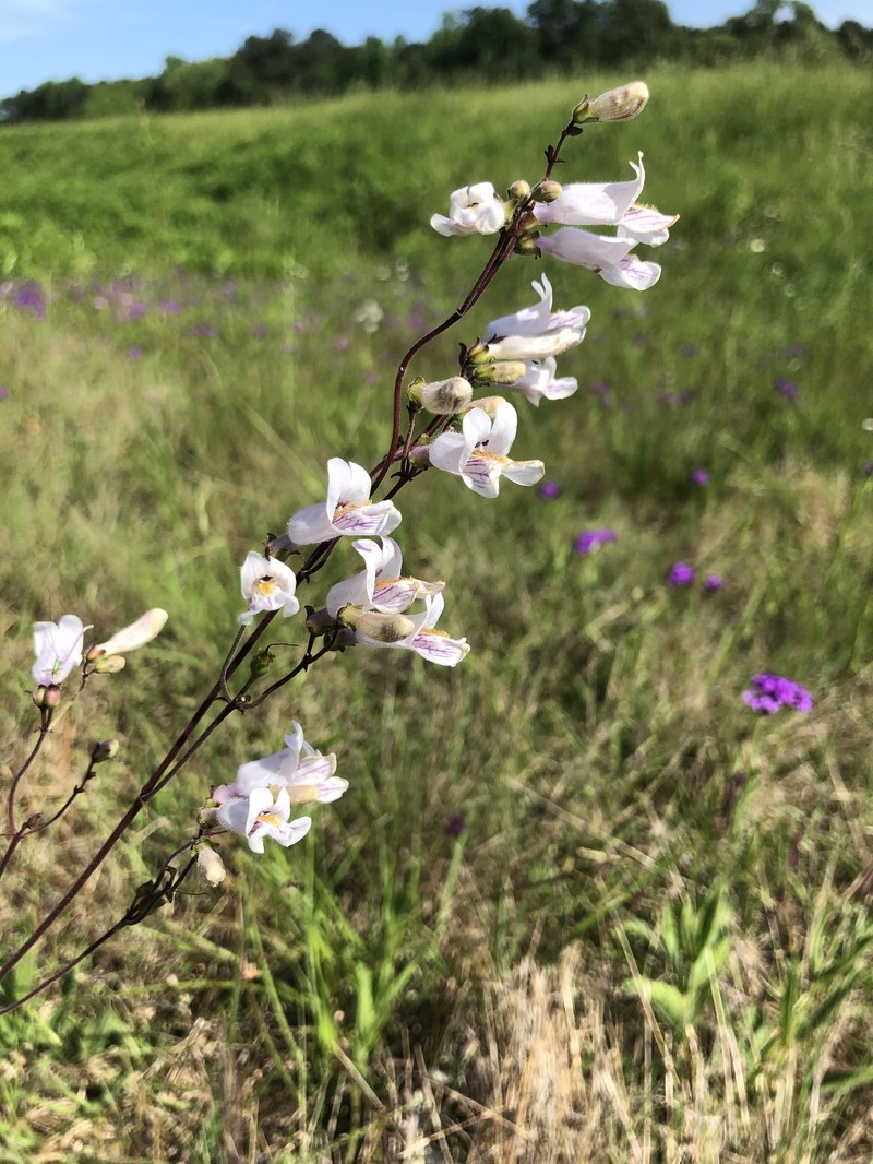 Nodding Beardtongue photo 2