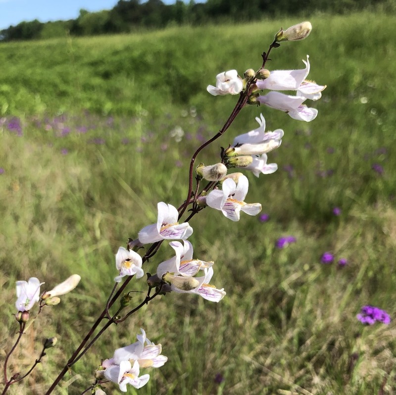 Nodding Beardtongue
