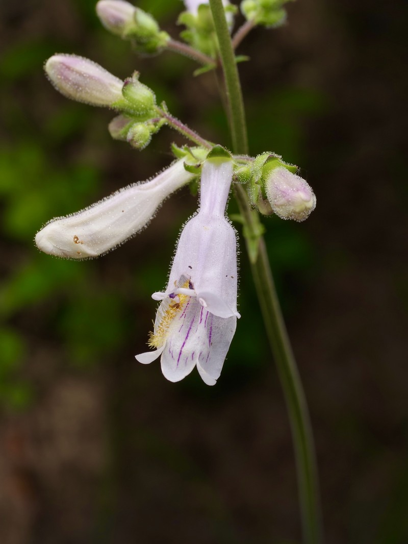 Nodding Beardtongue photo 3