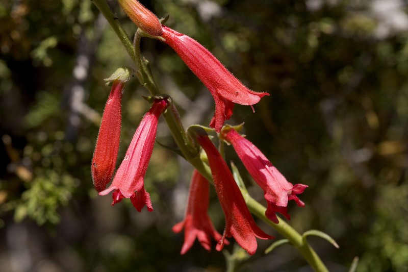 Lanceleaf Beardtongue photo 4