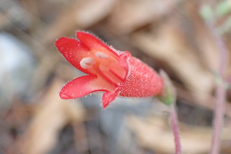 Lanceleaf Beardtongue photo 5