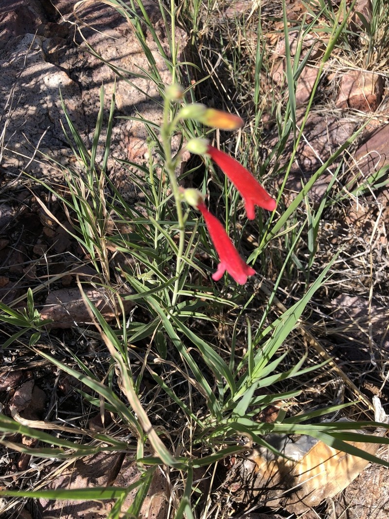 Lanceleaf Beardtongue photo 6