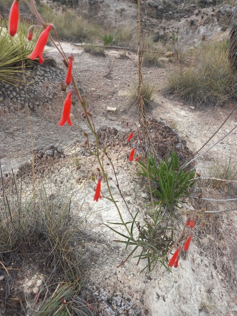 Lanceleaf Beardtongue photo 8