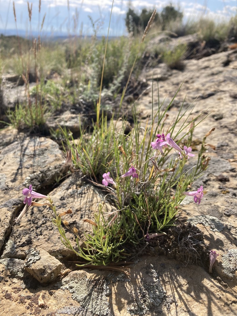 Larchleaf Beardtongue photo 3