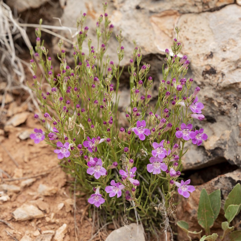 Larchleaf Beardtongue