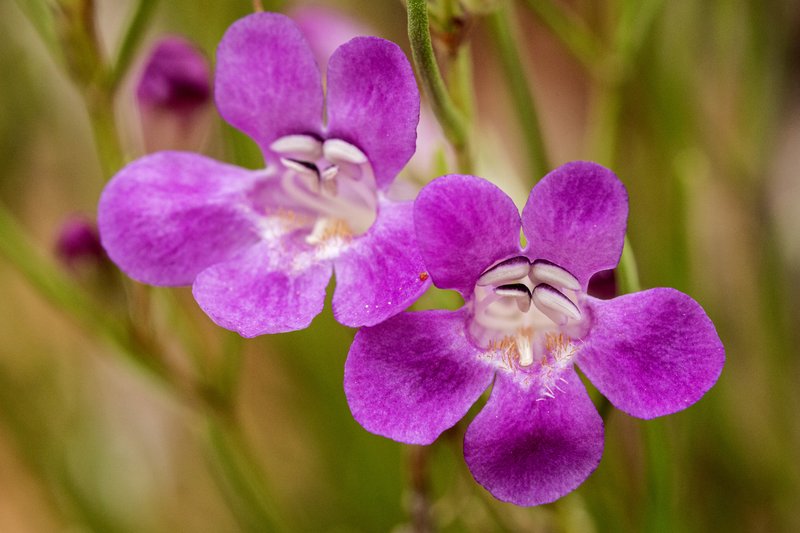 Larchleaf Beardtongue photo 5