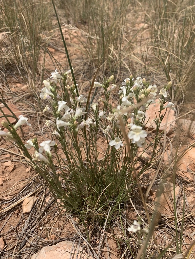 Larchleaf Beardtongue photo 4