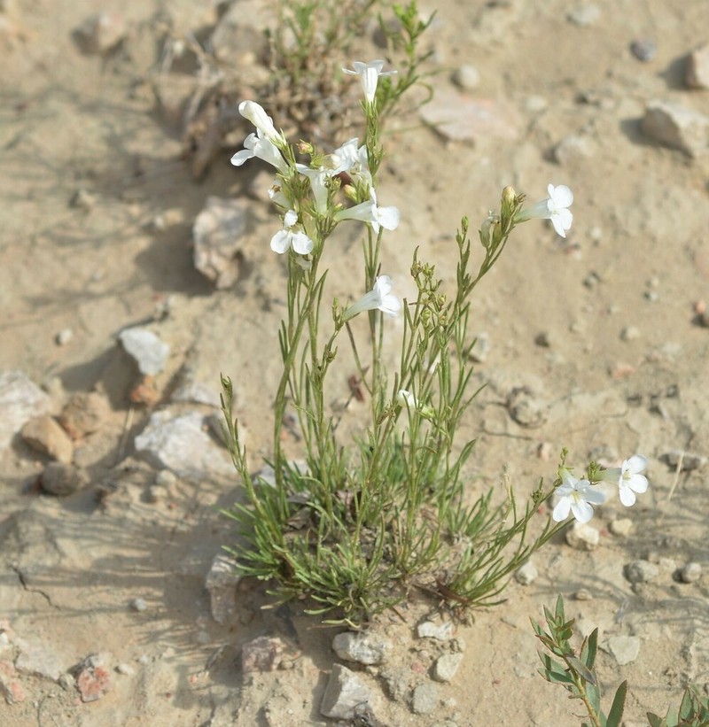 Larchleaf Beardtongue photo 5