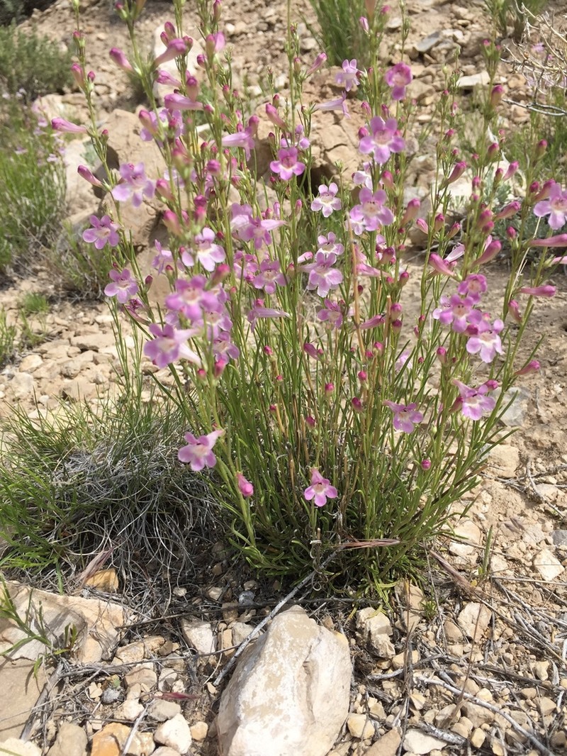 Larchleaf Beardtongue photo 6