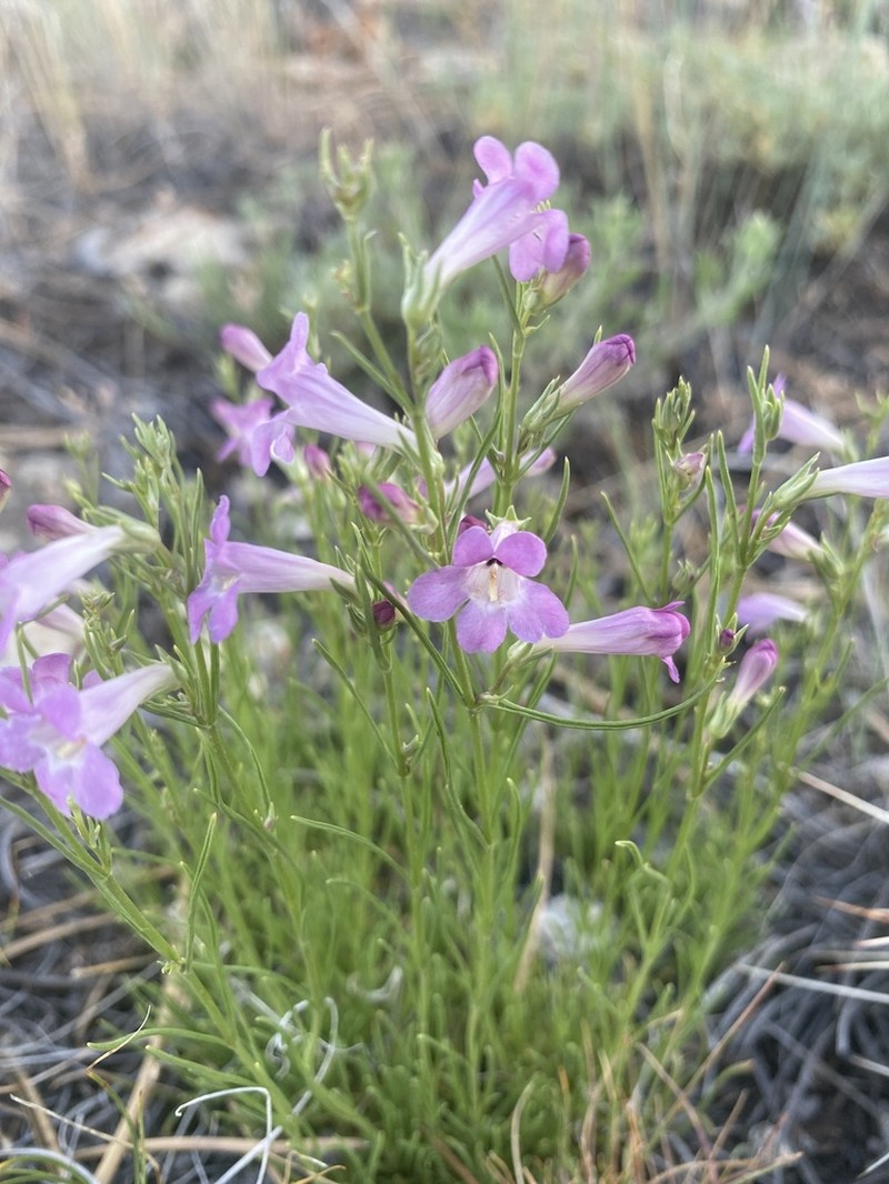 Larchleaf Beardtongue photo 7