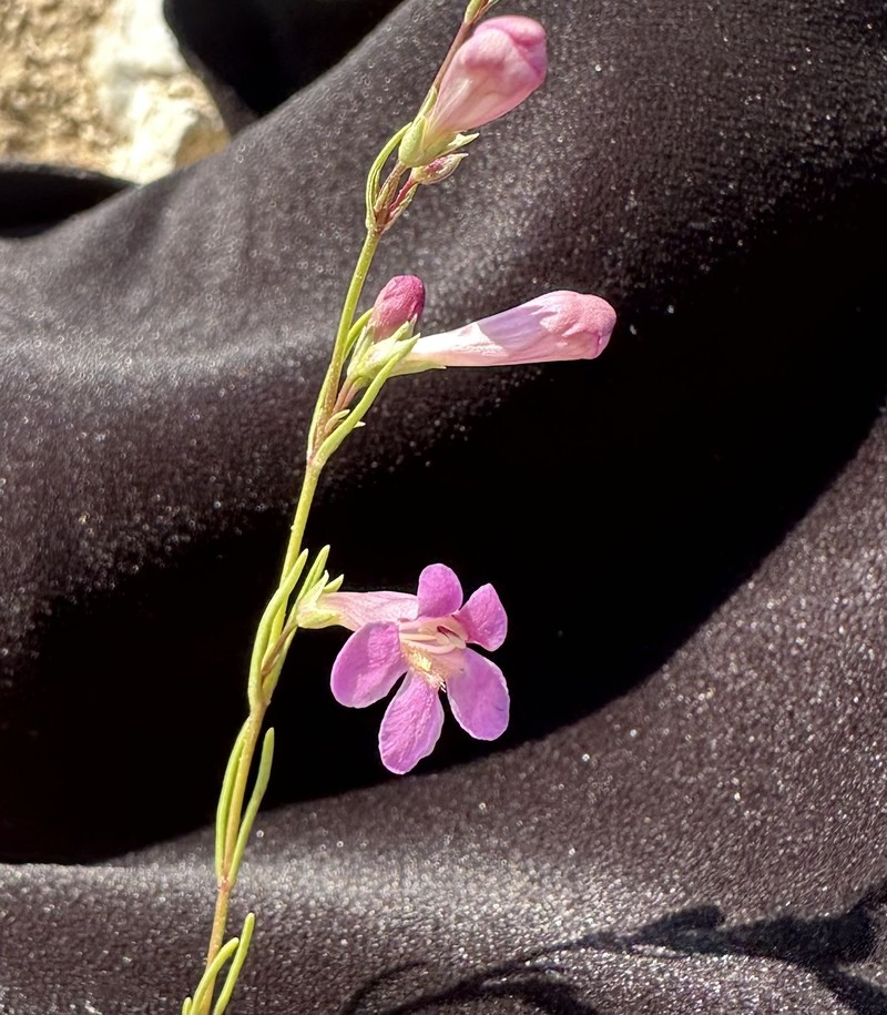 Penstemon laricifolius var. laricifolius