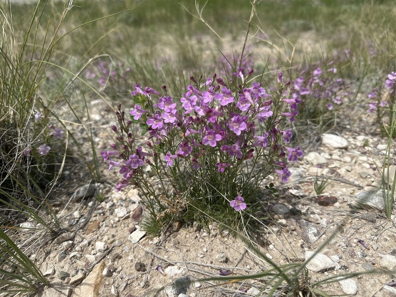 Penstemon laricifolius var. laricifolius photo 2