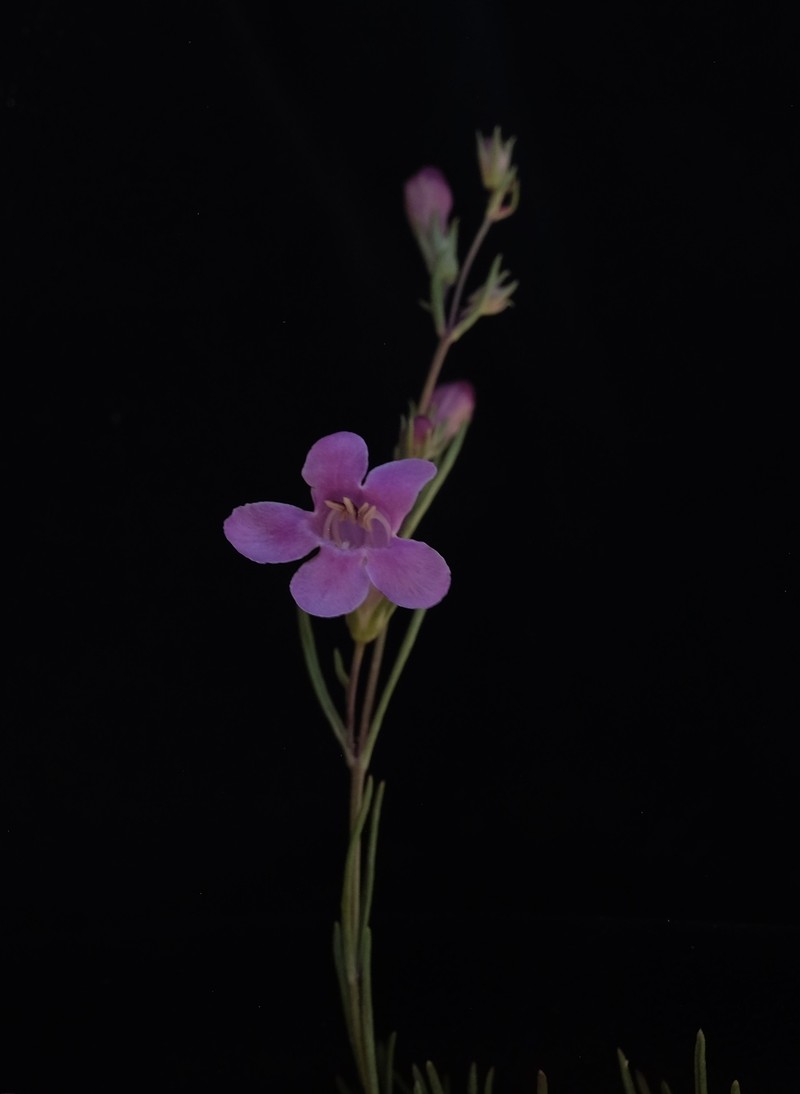 Penstemon laricifolius var. laricifolius photo 3