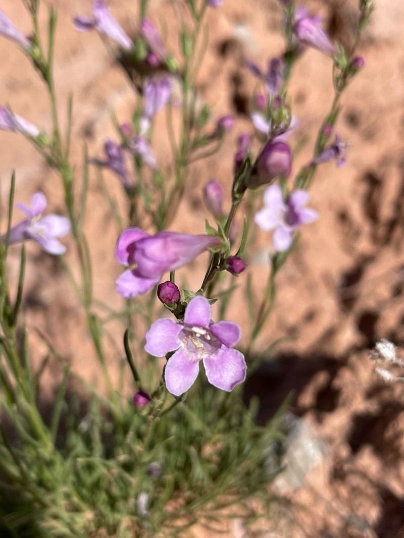 Penstemon laricifolius var. laricifolius photo 4