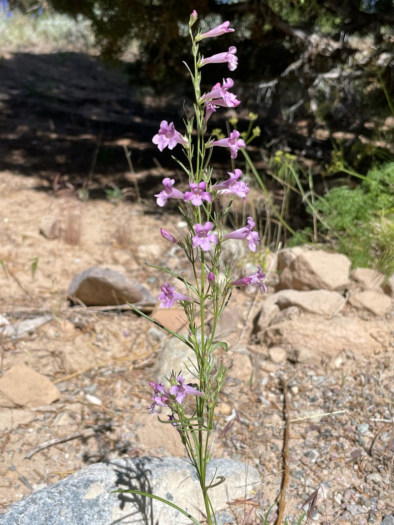 Penstemon laricifolius var. laricifolius photo 5
