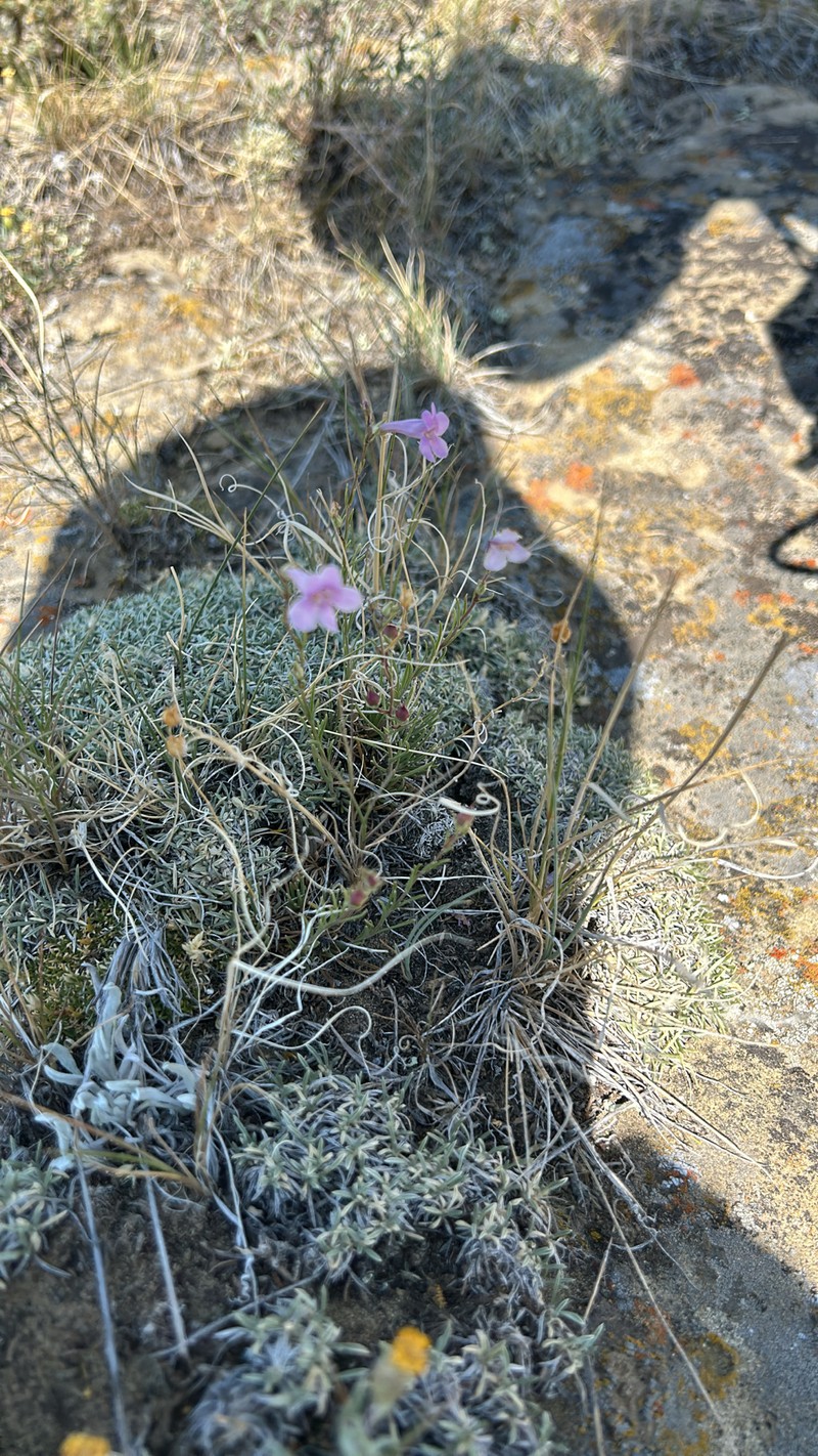 Penstemon laricifolius var. laricifolius photo 6