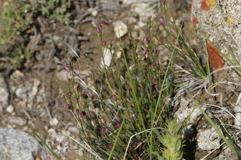 Penstemon laricifolius var. laricifolius photo 7