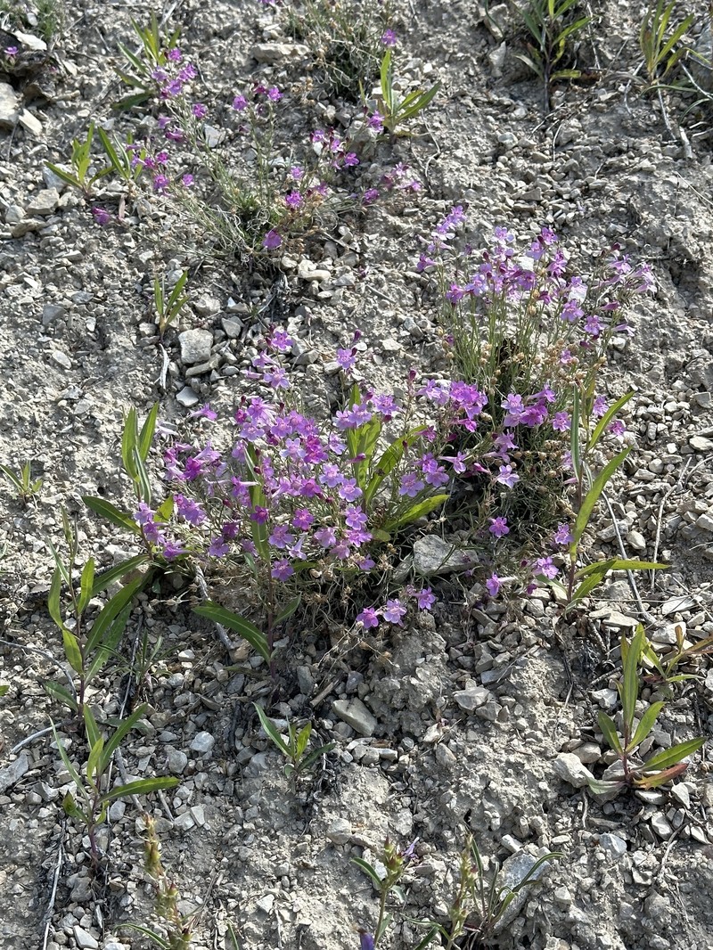 Penstemon laricifolius var. laricifolius photo 8