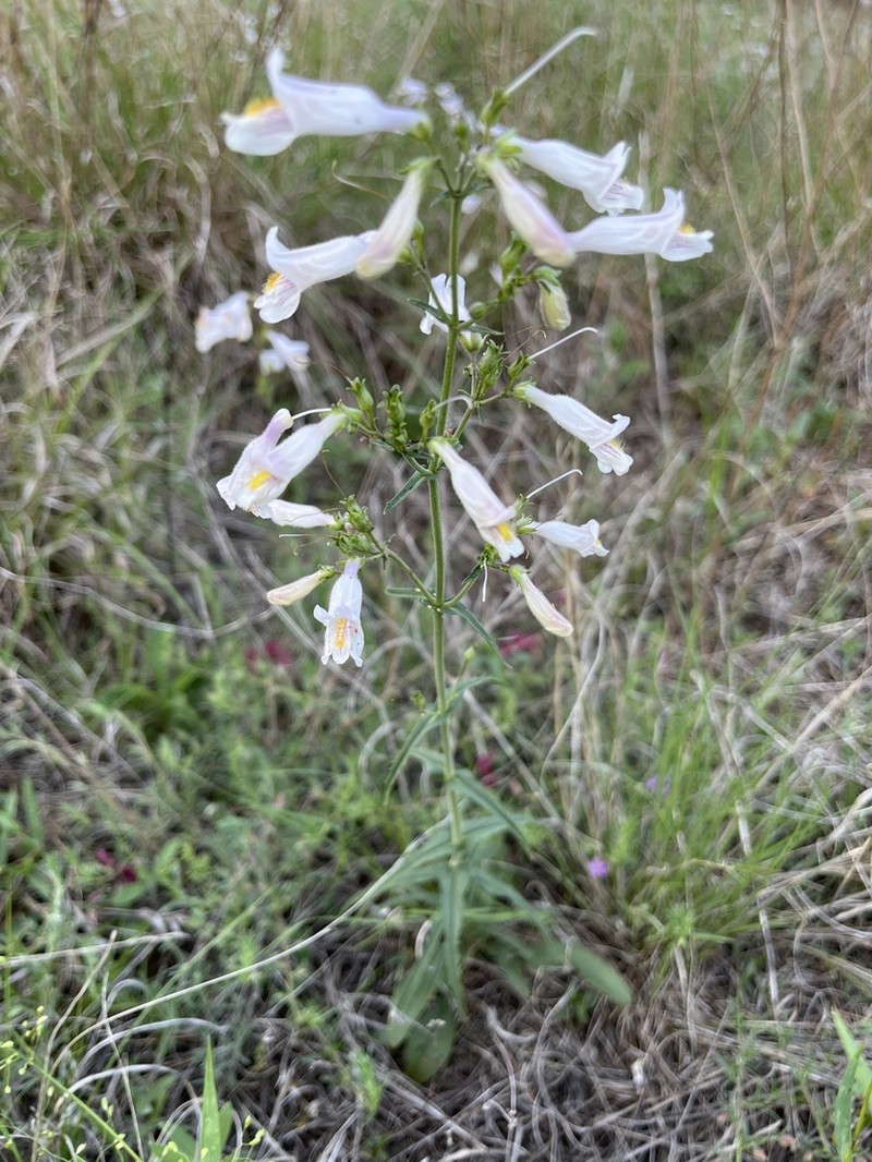 Nodding Beardtongue