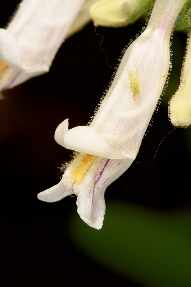 Nodding Beardtongue photo 2