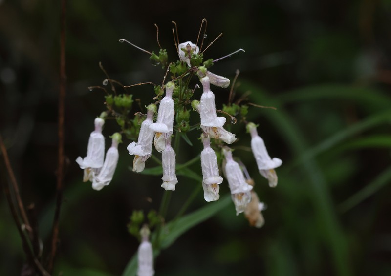 Nodding Beardtongue photo 3