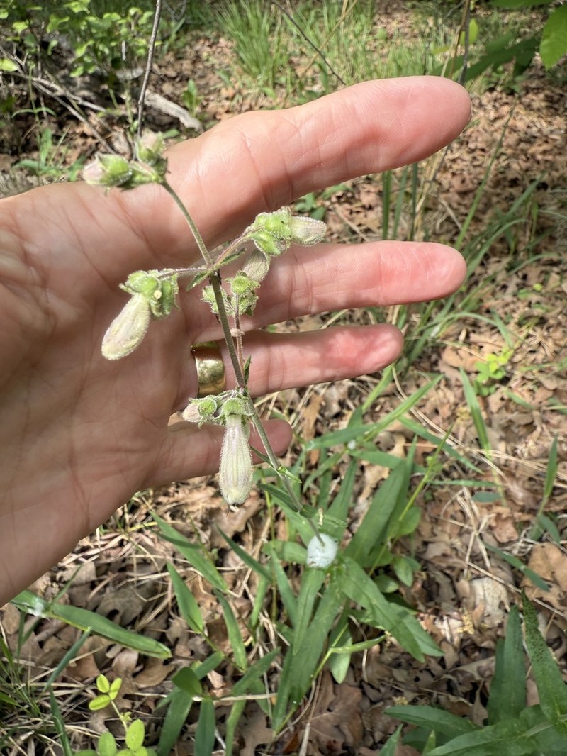 Nodding Beardtongue photo 4