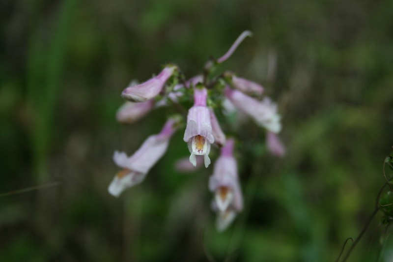 Nodding Beardtongue photo 5