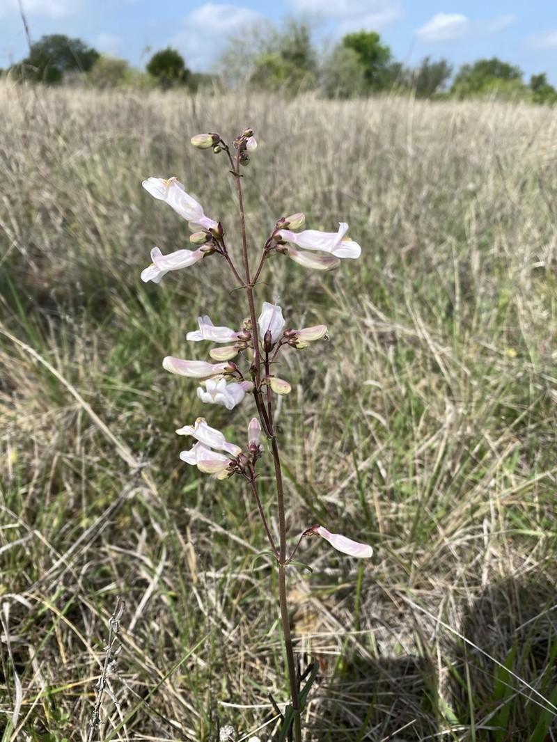 Nodding Beardtongue photo 6