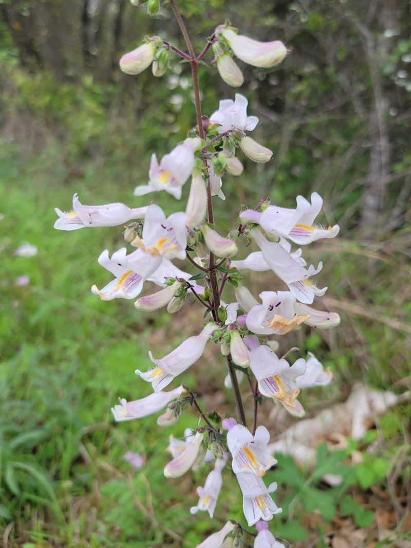 Nodding Beardtongue photo 7