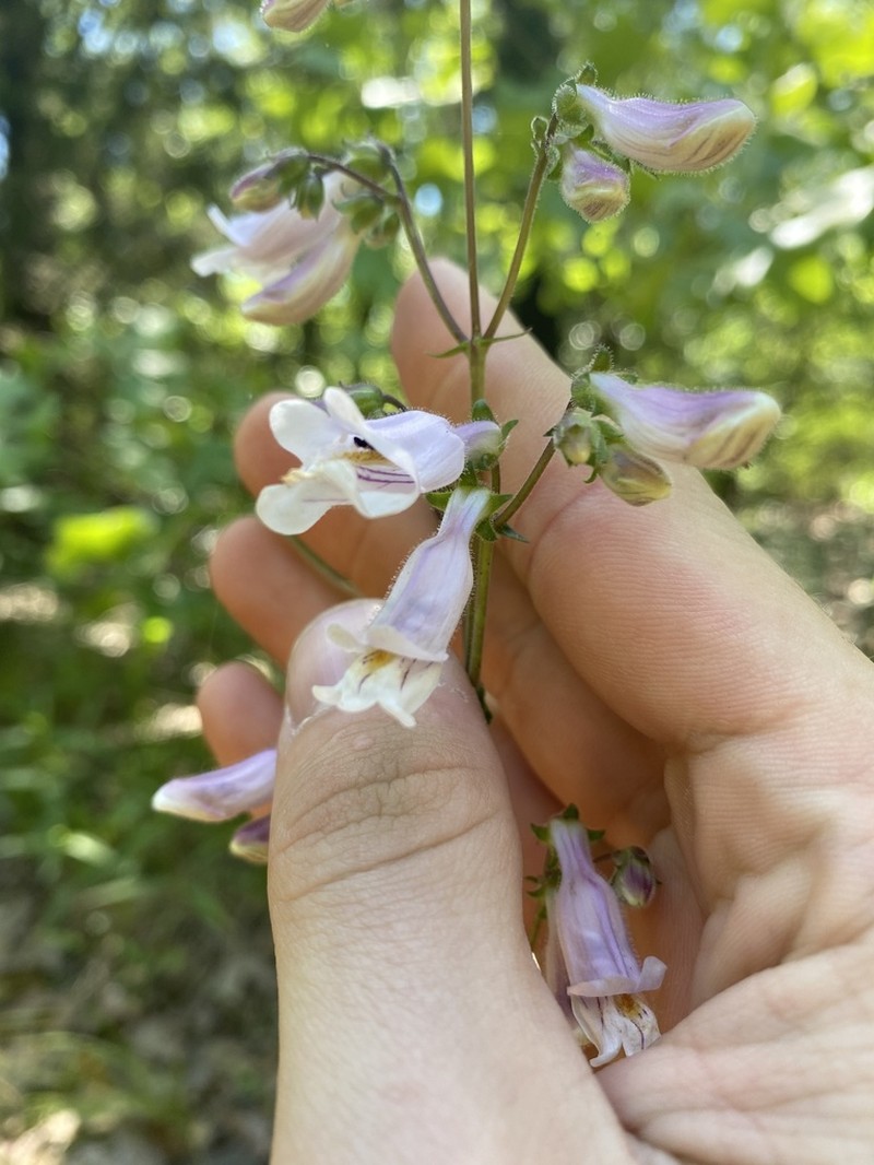 Nodding Beardtongue photo 8