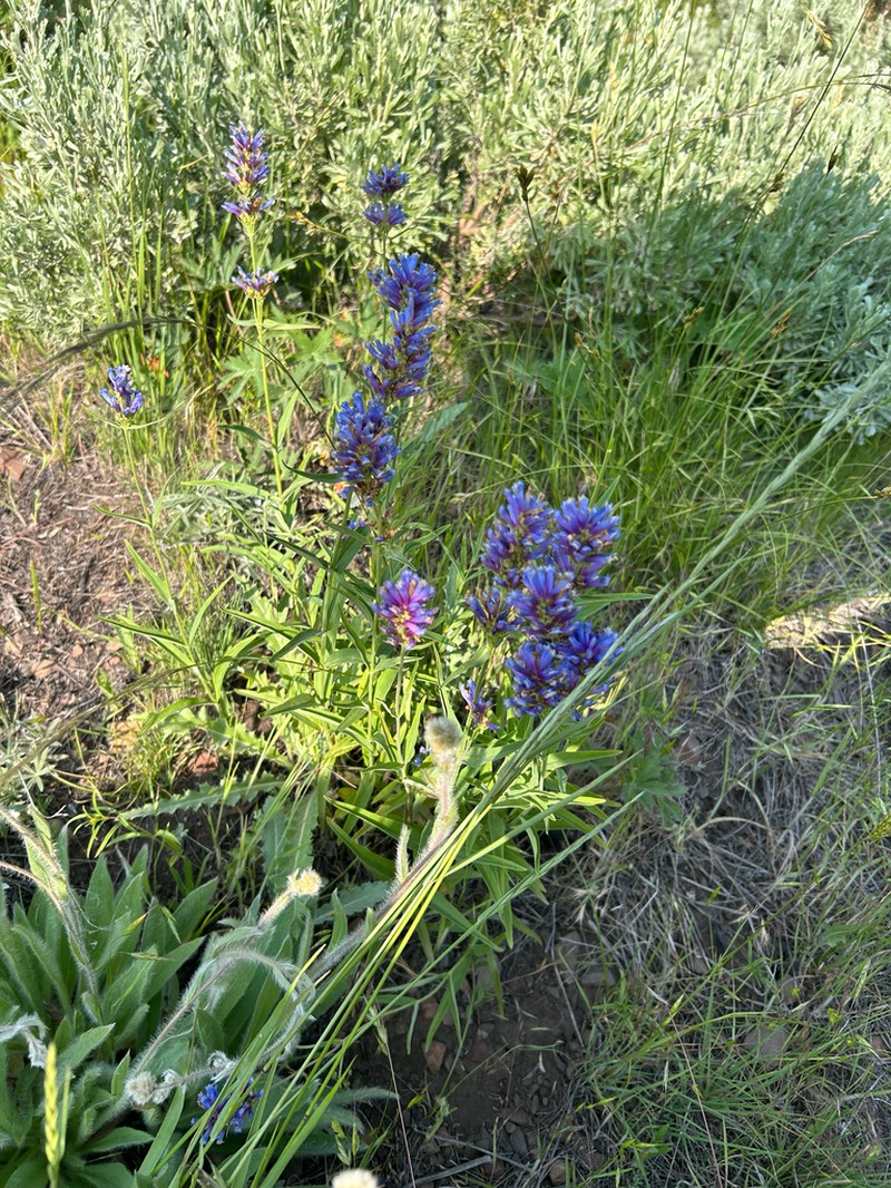 Tufted Penstemon