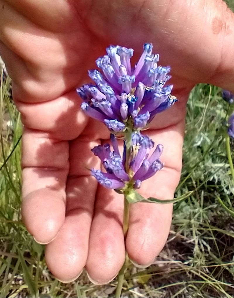 Tufted Penstemon photo 2